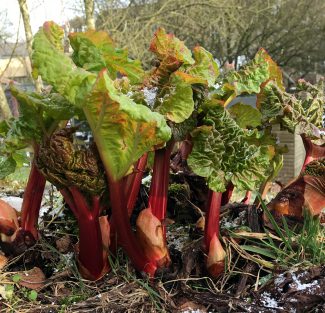 Rhubarb similar to what grew in medieval Europe