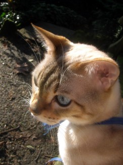bengal cat who loves catnip