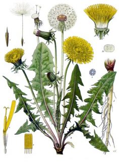 Parts of the dandelion showing leaves which can be used in dandelion salad