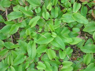 Bistort, a medieval herb