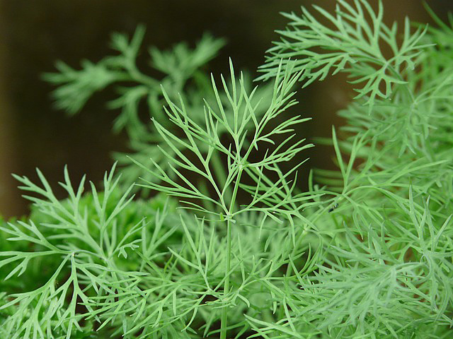 Medieval herb dill (Anethum graveolens)