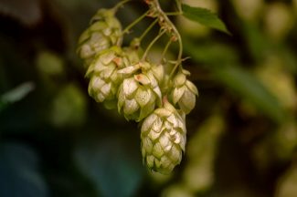 Hops for brewing ale