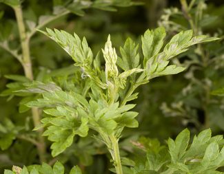 Mugwort (Artemisa Vulgaris) a popular herb