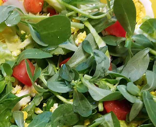 Fresh purslane in a salad