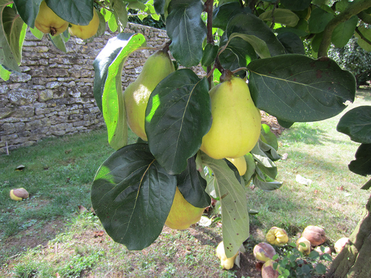 Quince in medieval garden