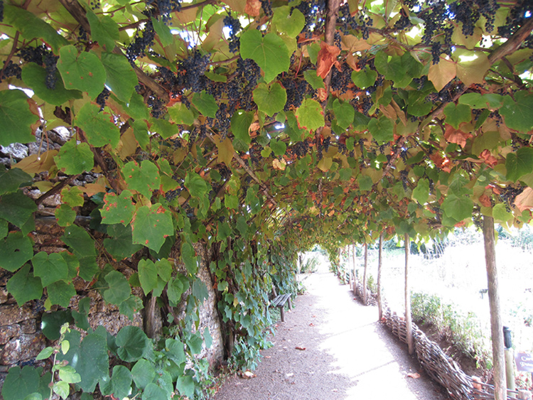 Vine canopy