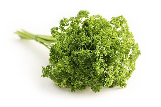 Fresh parsley used in medieval banquet recipes