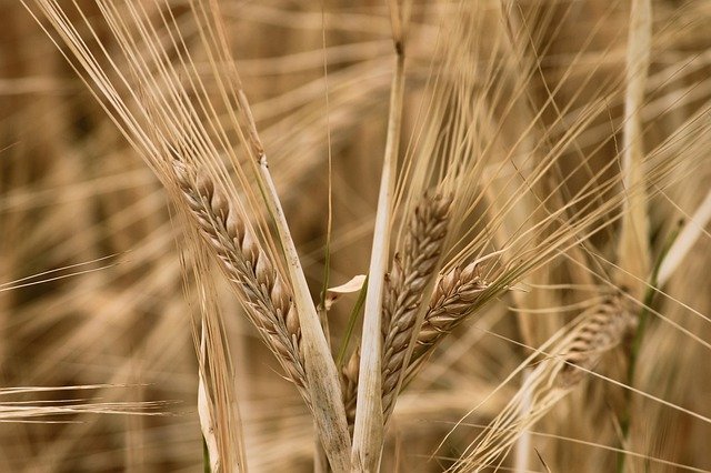 Barley as used by a medieval baker