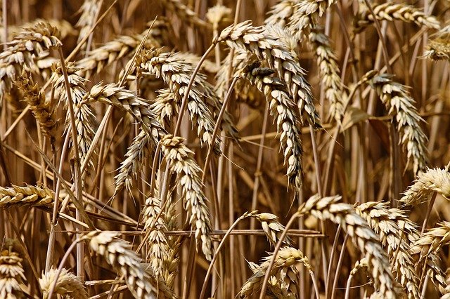 Wheat before harvesting