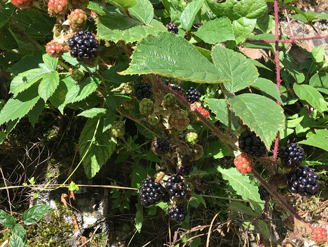 Blackberries for medieval kitchen use